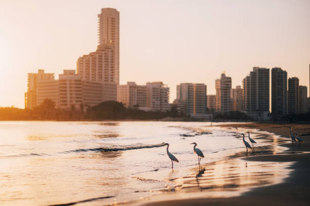 Herons on the beach during sunset in Cartagena