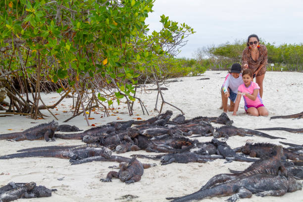 una pequeña adolescente latina hermosa amiga de su joven madre latina sexy en tortuga bay disfrutando, relajándose, admirando y señalando una iguana alrededor de la vida silvestre natural cerca de un hábitat de manglares en la isla galápagos, ecuador, - isla bartolomé fotografías e imágenes de stock