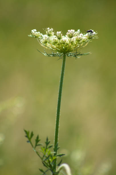istock Wild carrot in bloom with a bug closeup portrait view with selective focus on foreground 1384311731