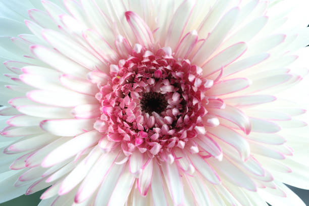 White and pink gerbera flower macro closeup