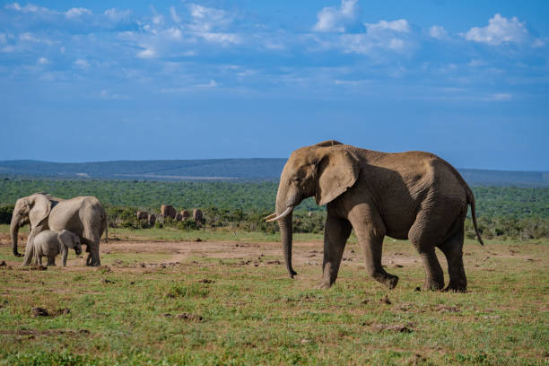 addo elephant park republika południowej afryki, rodzina słoni w parku słoni addo, słonie kąpiące się w basenie wodnym - addo south africa southern africa africa zdjęcia i obrazy z banku zdjęć
