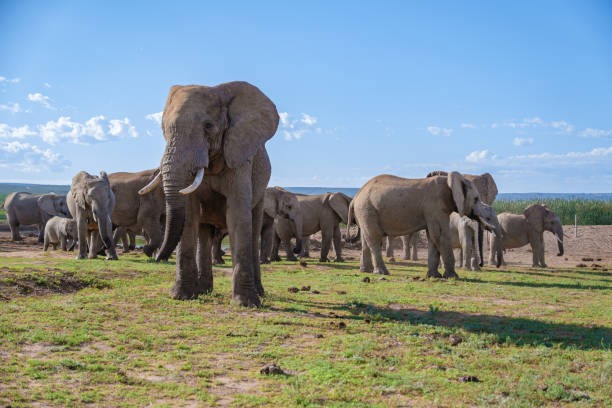 addo elephant park sudafrica, famiglia di elefanti in addo elephant park, elefanti che fanno il bagno in una piscina d'acqua - addo elephant national park foto e immagini stock