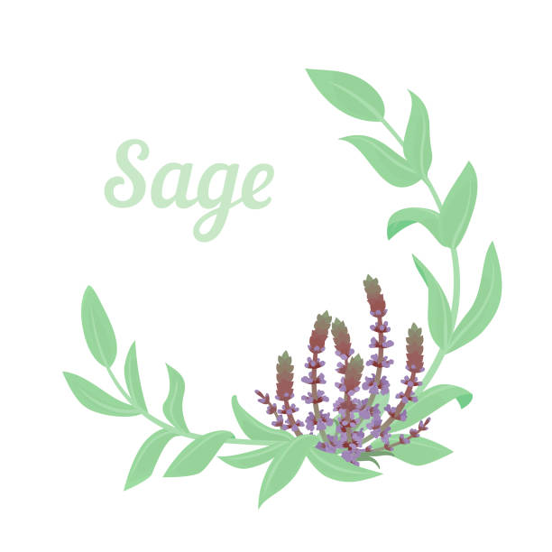 szałwia lub ziele szałwii wieniec okrągły z fioletowymi kwiatami - herbal medicine herb sage spice stock illustrations