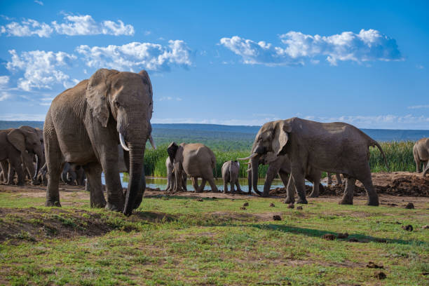 addo elephant park republika południowej afryki, rodzina słoni w parku słoni addo, słonie kąpiące się w basenie wodnym - addo south africa southern africa africa zdjęcia i obrazy z banku zdjęć