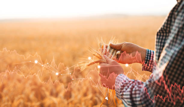 istock Wheat crisis that will affect Europe and the whole world in 2022 1384317632