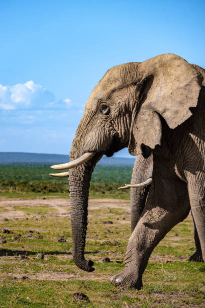 addo elephant park sudafrica, famiglia di elefanti in addo elephant park, elefanti che fanno il bagno in una piscina d'acqua - addo elephant national park foto e immagini stock