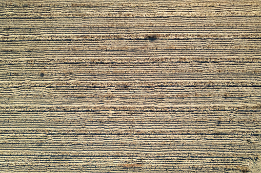 aerial photo of a vine crop, the land is light in color, there are some furrows left by a plow