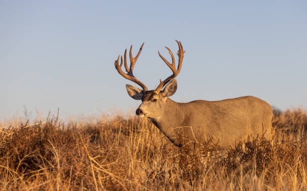 istock Buck Mule Deer in Autumn in Colorado 1384319102