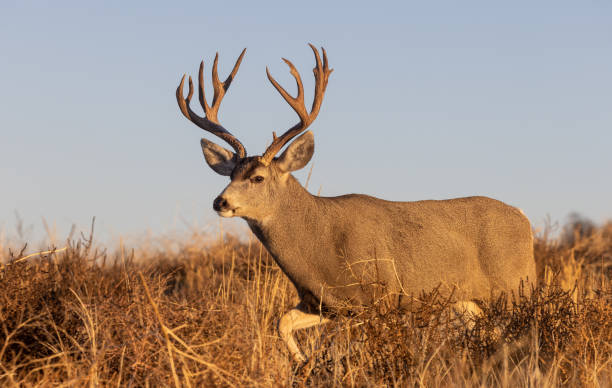 istock Buck Mule Deer in Autumn in Colorado 1384319216