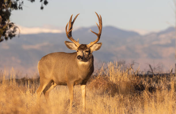 istock Buck Mule Deer in Autumn in Colorado 1384320475