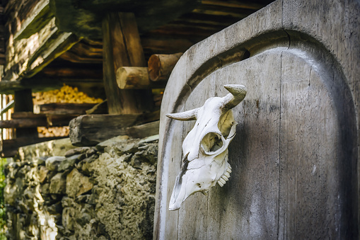 cow skull at plank in front of wooden house in the swiss valais canton