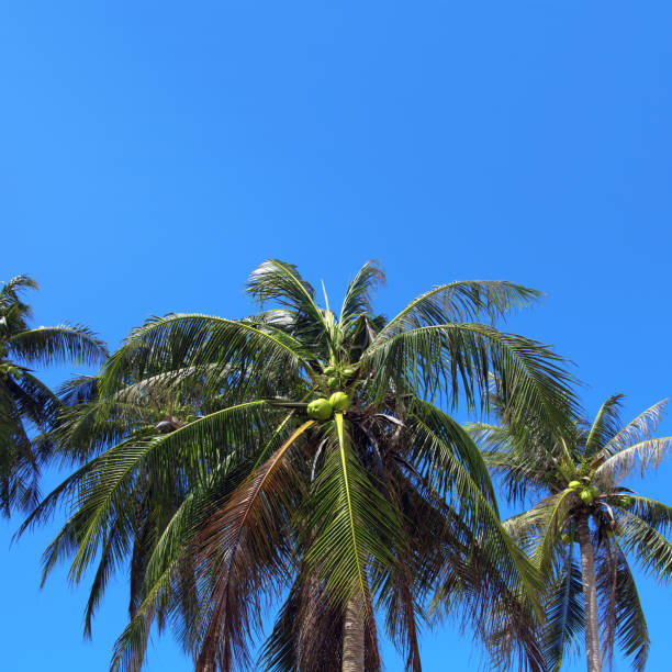 palmy kokosowe nad słonecznym błękitnym niebem - thailand surat thani province ko samui coconut palm tree zdjęcia i obrazy z banku zdjęć