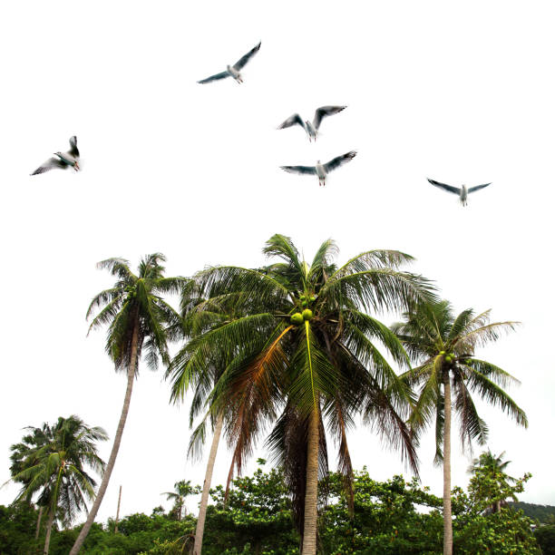 palmy kokosowe i stado mew - thailand surat thani province ko samui coconut palm tree zdjęcia i obrazy z banku zdjęć