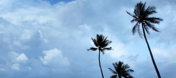 istock Tall coconut palm trees over tropical storm 1384325731