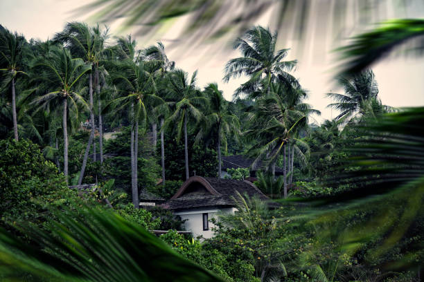 View from the sea to the shore of a tropical island. Palm trees and jungle on the sandy shore of the island.