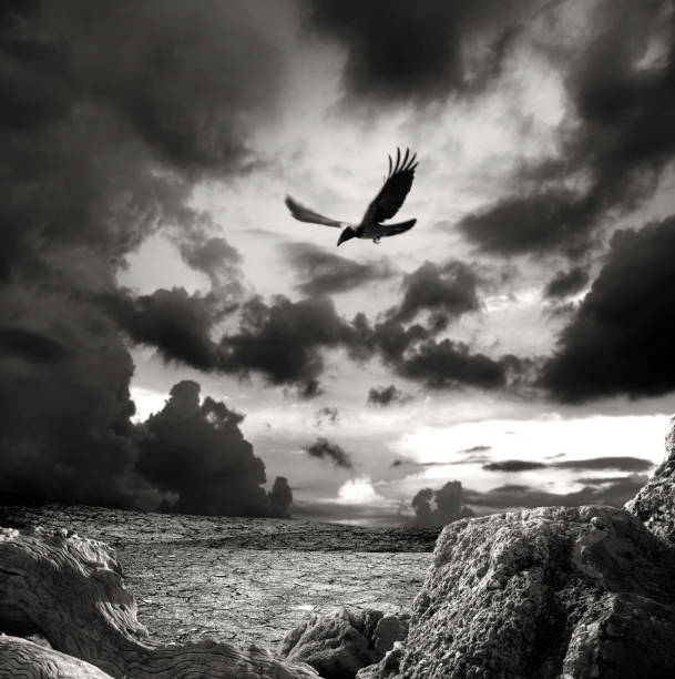 Crow flying over dried landscape