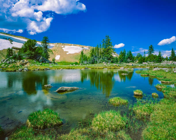 istock Spring wildflowers in the Rocky Mountains, MT 1384330440