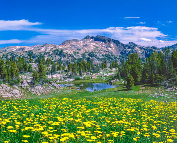 istock Spring wildflowers in the Rocky Mountains, MT 1384330477