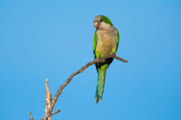 Parakeet perched on a branch of Calden , La Pampa, Patagonia, Argentina Parakeet perched on a branch of Calden , La Pampa, Patagonia, Argentina monk parakeet stock pictures, royalty-free photos & images