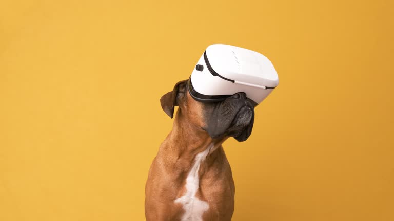 80+ Free Funny Animals & Animal Videos, HD & 4K Clips - Pixabay 80+ Free Funny Animals & Animal Videos, HD & 4K Clips - Pixabay