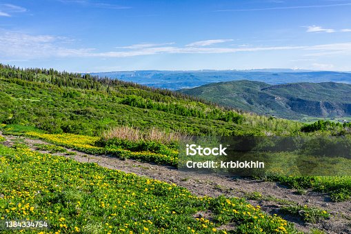 istock Yellow dandelion flowers field meadow on Thomas Lakes Hike trail footpath in Mt Sopris, Carbondale, Colorado with many wildflowers covering grass and view of blue sky 1384334754