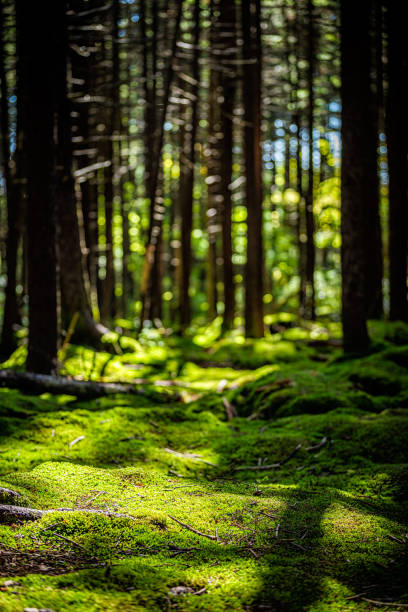 rote fichten kiefern üppiges grünes moos im wald erdgeschoss mit sonnenlicht sonnigen tag am gaudineer knob des monongahela national forest shavers allegheny berge - moose covered stock-fotos und bilder