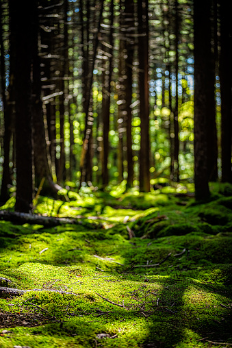 Red spruce pine trees lush green moss on forest ground floor with sunlight sunny day at Gaudineer knob of Monongahela national forest Shavers Allegheny mountains