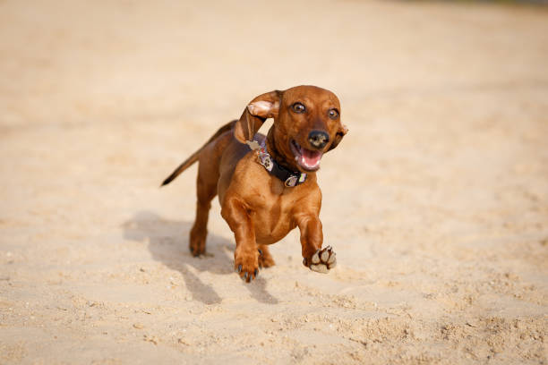 Growing dachshund puppy