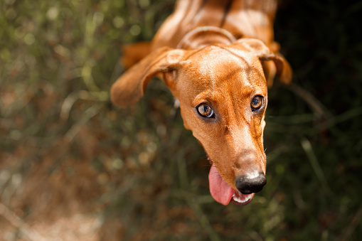 Growing dachshund puppy