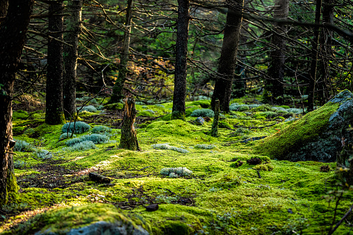 Huckleberry trail with magical enchanted moss forest ground floor in West Virginia Spruce Knob mountain at fall autumn season with morning sunlight
