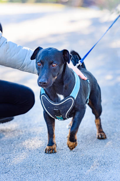 istock Lucky - a Rescued Dog 1384335997