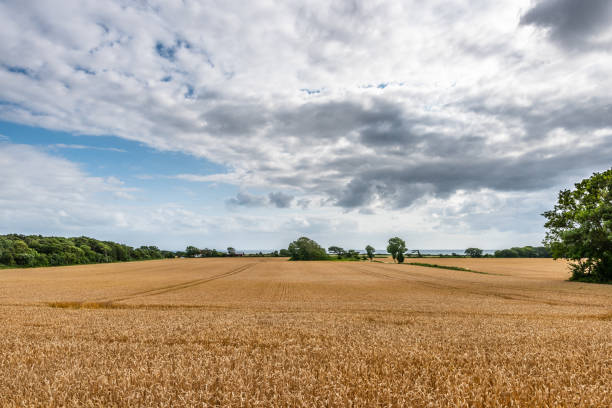 istock Wide angle view of wheat fields on a partly cloudy day.. 1384336145
