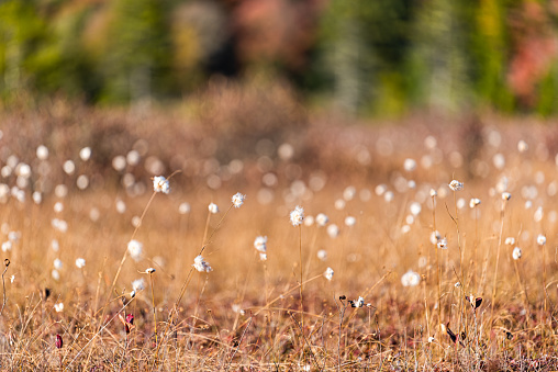 Cottongrass cotton grass plants at autumn fall meadow of West Virginia Cranberry Glades Wilderness at Allegheny mountains Monongahela national forest