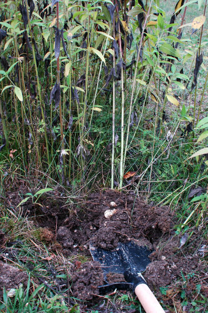 istock Excavation of Jerusalem artichokes 1384336336