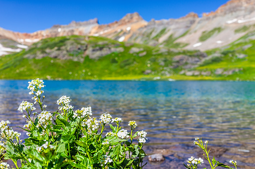 Closeup of white bittercress or horseradish flowers and ice lake blue water in background near Silverton, Colorado San Juan mountains