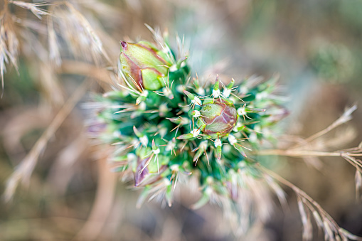 Cane Cholla cactus macro closeup with texture of spikes and bokeh background on Main Loop trail in Bandelier National Monument in New Mexico in Los Alamos