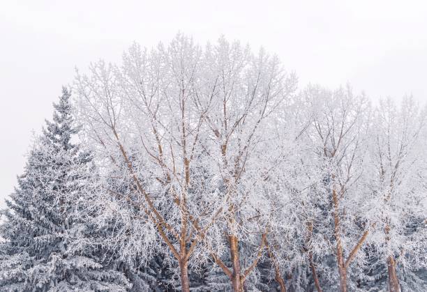 A view of trees covered in snow in a Calgary park.