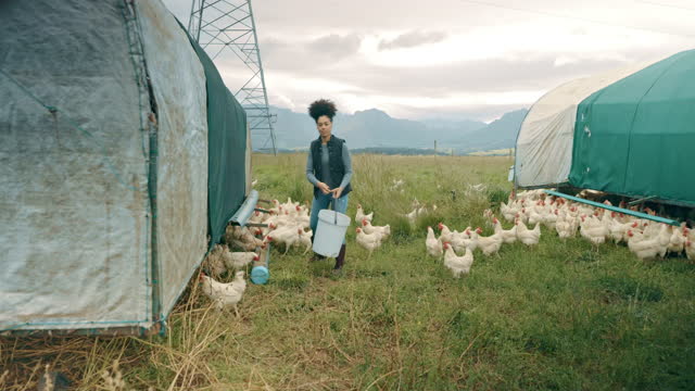 4k video footage of a young woman feeding chickens on a poultry farm