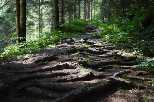 istock Way Forest Trees Sunshine with sunny weather 1384347894