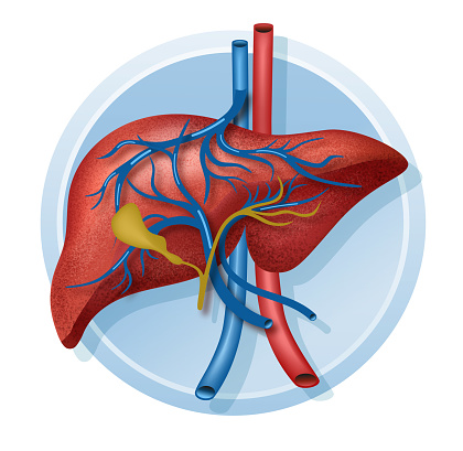 Flat vector illustration human liver in circle