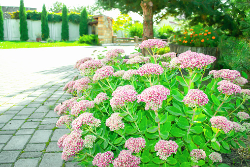 Sedum flowers blooming in summer ornamental garden. Hylotelephium spectabile bright flowering plants growing near paved footpath in sunny park. Rural landscape with paving stone road, selective focus