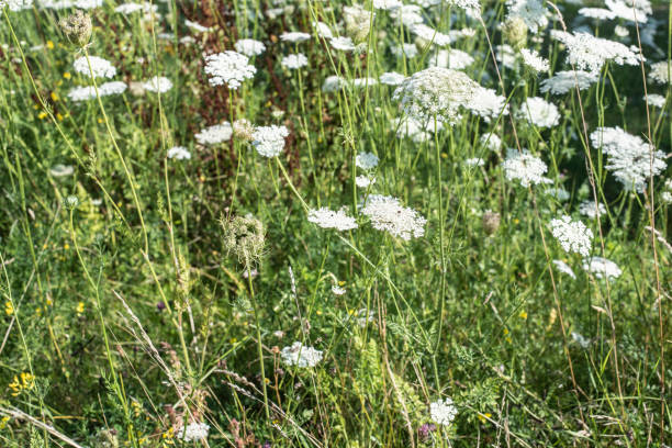 istock wild carrots in a summer meadow in sunlight 1384350340