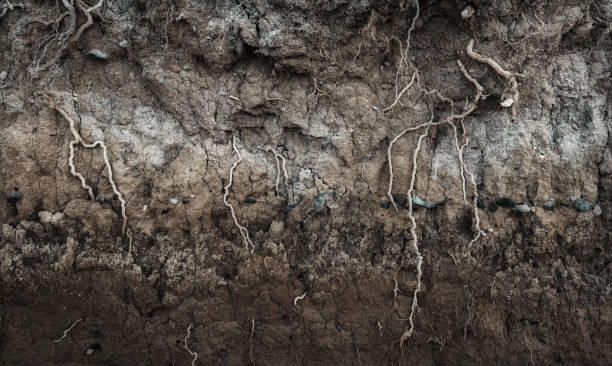 istock Earth section with different layers of soil, rocks and plant roots 1384350854
