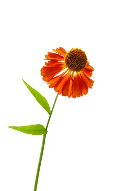 One beautiful helenium flower on a green stem with leaves close-up on a white isolated background