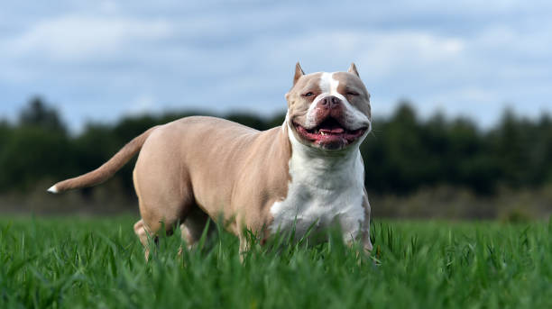 American bully dog American bully dog american pit bull terrier stock pictures, royalty-free photos & images