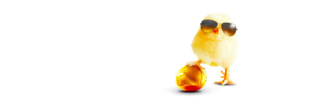 istock Funny cute baby chick with sunglasses and egg. 1384356787