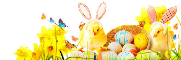 pintinho recém-nascido fofo para a celebração da páscoa. - eggs animal egg celebration feather - fotografias e filmes do acervo