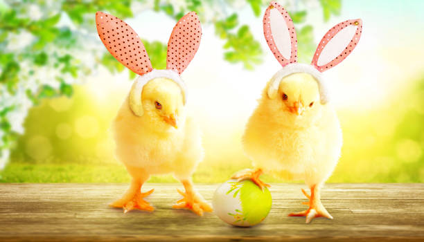 pintinho recém-nascido fofo para a celebração da páscoa. - eggs animal egg celebration feather - fotografias e filmes do acervo
