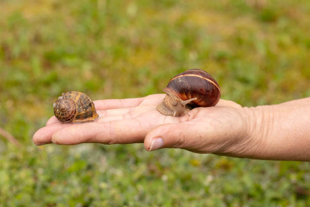 istock Burgundy snail (Helix pomatia) and small grey snail (Helix aspersa aspersa) 1384360280