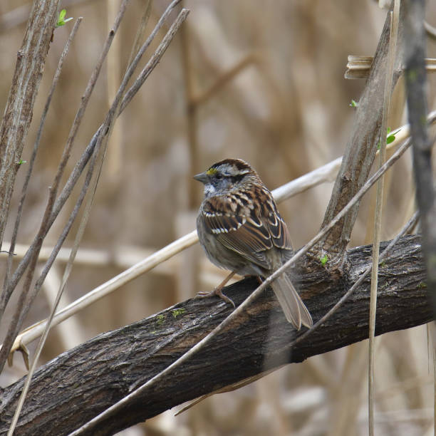 istock White-throated Sparrow (zonotrichia albicollis) perched on a big branch 1384360530